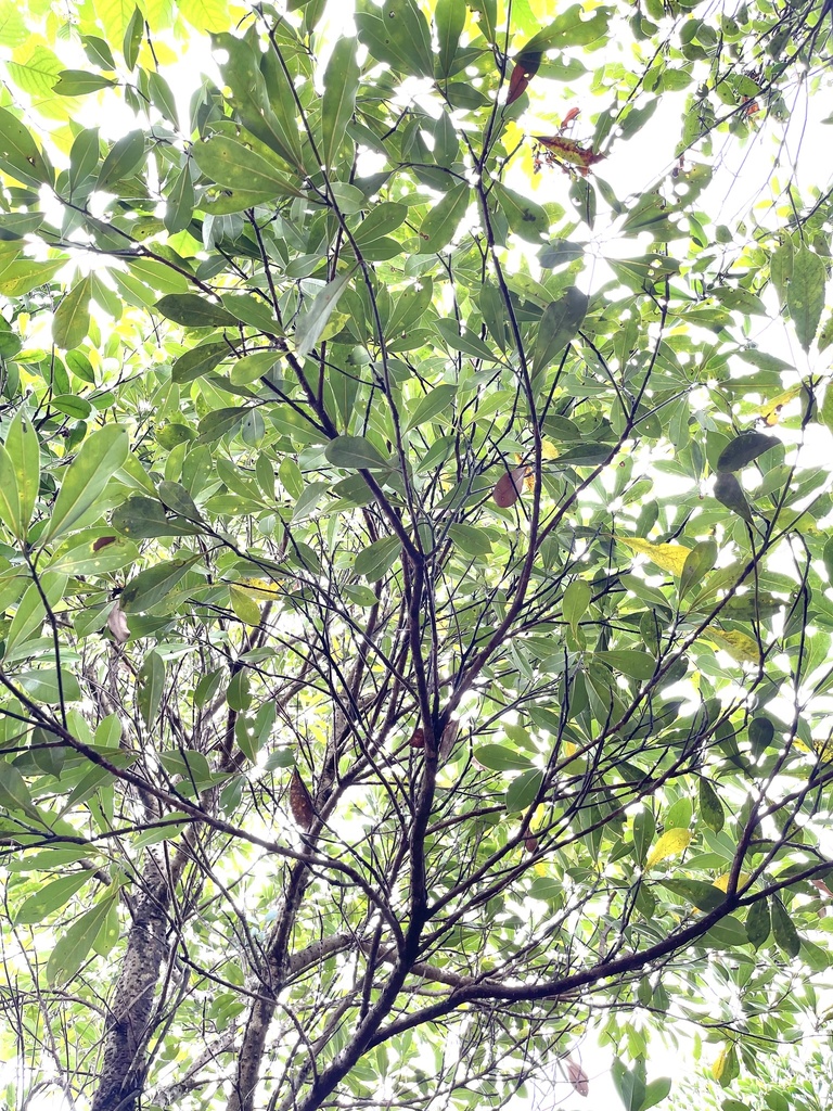 Morella rubra, Chinese bayberry — spreading evergreen (Myricaceae) (image 9 of 10)
