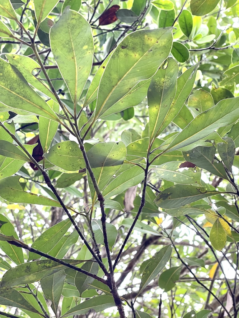 Morella rubra, Chinese bayberry — spreading evergreen (Myricaceae) (image 10 of 10)