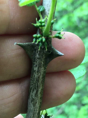 Zanthoxylum americanum (northern prickly ash) (alternate view 4)