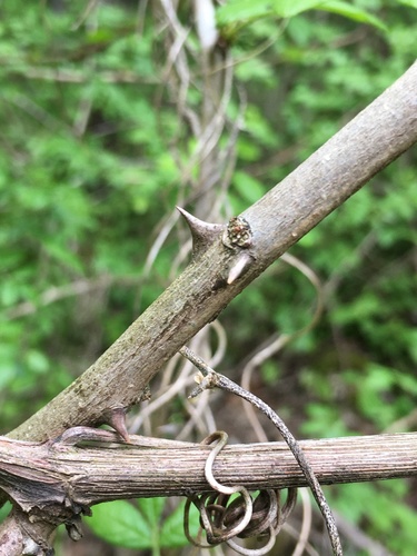 Zanthoxylum americanum (northern prickly ash) (alternate view 5)