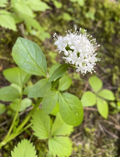 Valeriana sitchensis (Sitka valerian) (alternate view 6)