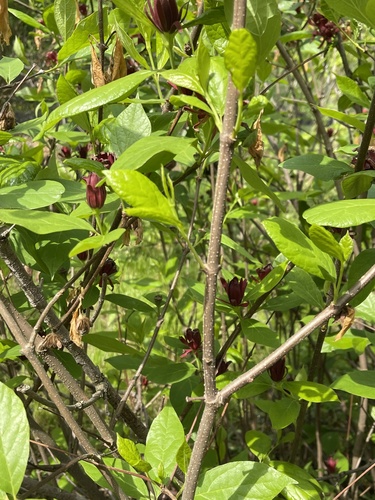 Calycanthus floridus (Carolina sweetshrub) (alternate view 4)