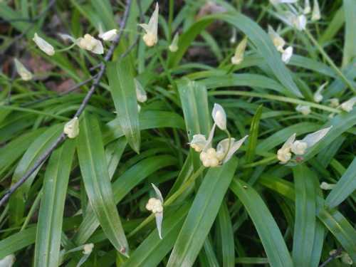 Allium paradoxum (Few-flowered Leek)