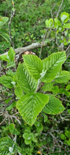 Aria edulis (Whitebeam)