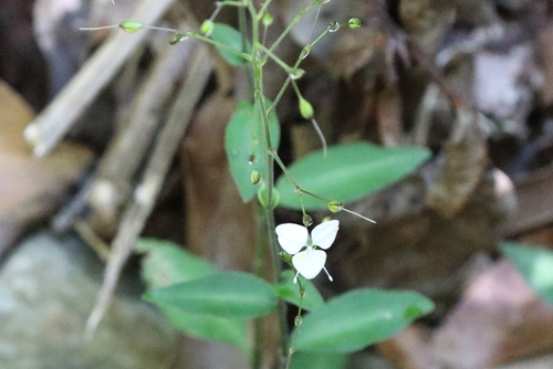 Aneilema acuminatum (Pointed Aneilema)