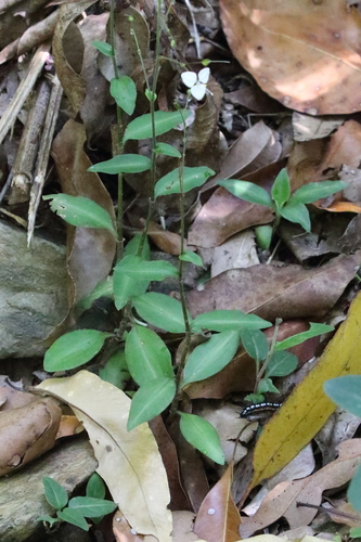 Aneilema acuminatum (Pointed Aneilema) (alternate view 2)