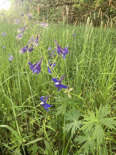 Delphinium trolliifolium (Streambank Larkspur) (alternate view 3)