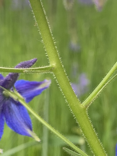 Delphinium trolliifolium (Streambank Larkspur) (alternate view 5)