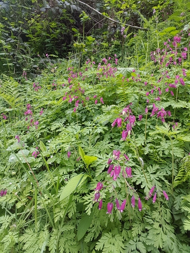 Dicentra formosa (Pacific bleeding heart) (alternate view 2)