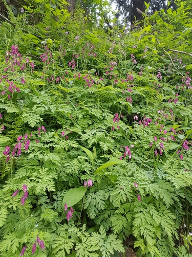 Dicentra formosa (Pacific bleeding heart) (alternate view 3)