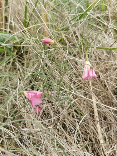 Convolvulus angustissimus (Blushing Bindweed) (alternate view 3)