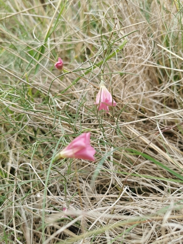 Convolvulus angustissimus (Blushing Bindweed) (alternate view 4)