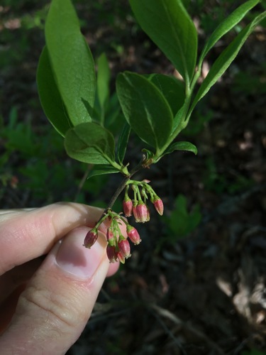 Gaylussacia baccata (black huckleberry) (alternate view 9)