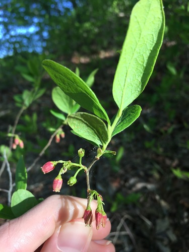 Gaylussacia baccata (black huckleberry) (alternate view 8)