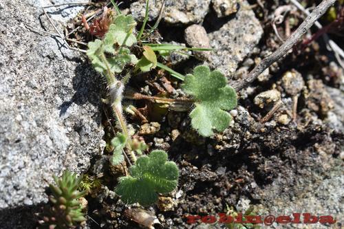 Saxifraga granulata (Meadow Saxifrage)