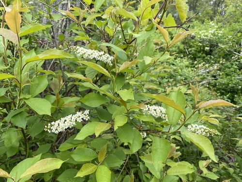 Prunus virginiana (Chokecherry)