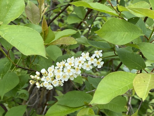 Prunus virginiana (Chokecherry)