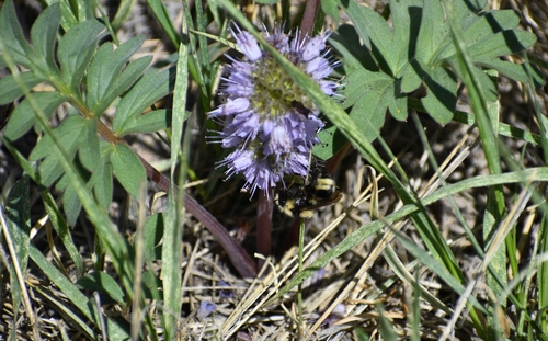 Hydrophyllum capitatum (ballhead waterleaf) (alternate view 8)