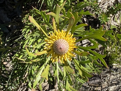 Isopogon anemonifolius (Broad-leaved Drumsticks) (alternate view 7)