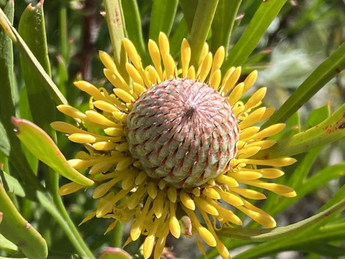 Isopogon anemonifolius (Broad-leaved Drumsticks) (alternate view 8)