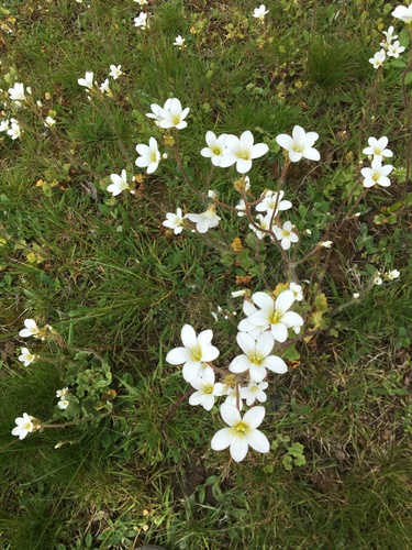 Saxifraga granulata (Meadow Saxifrage)