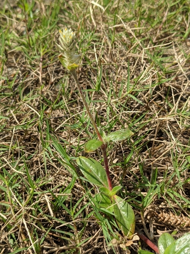Gomphrena celosioides (prostrate globe-amaranth) (alternate view 2)