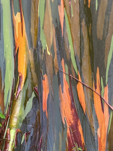 Eucalyptus deglupta (Rainbow Eucalyptus Tree) (alternate view 6)