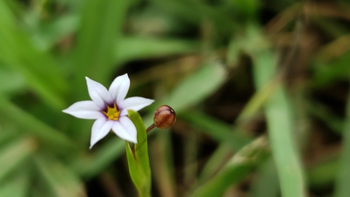 Sisyrinchium micranthum (Blue Pigroot) (alternate view 2)