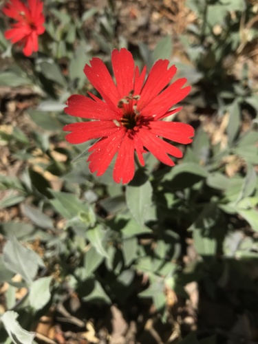 Silene laciniata (cardinal catchfly) (alternate view 2)