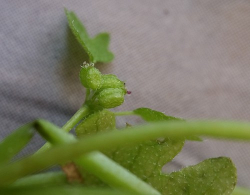 Bowlesia incana (hoary bowlesia) (alternate view 3)