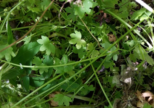 Bowlesia incana (hoary bowlesia)