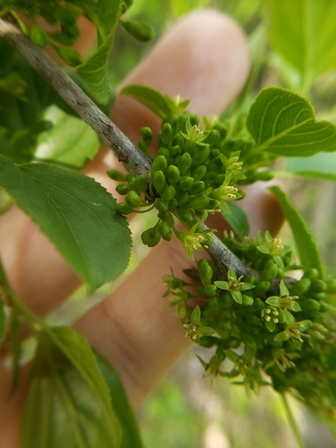 Rhamnus cathartica (common buckthorn)