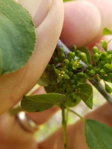 Rhamnus cathartica (common buckthorn)
