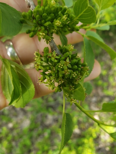 Rhamnus cathartica (common buckthorn)