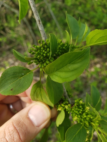 Rhamnus cathartica (common buckthorn)