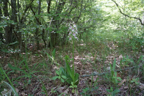Orchis purpurea (Lady Orchid)