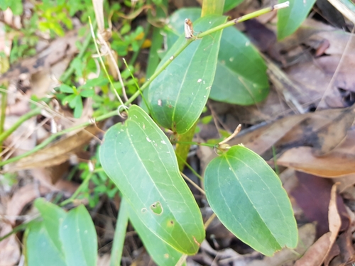 Smilax australis (Austral Sarsaparilla) (alternate view 6)
