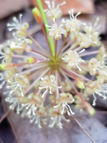 Smilax australis (Austral Sarsaparilla) (alternate view 7)
