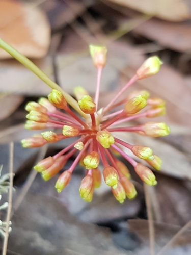 Smilax australis (Austral Sarsaparilla) (alternate view 8)