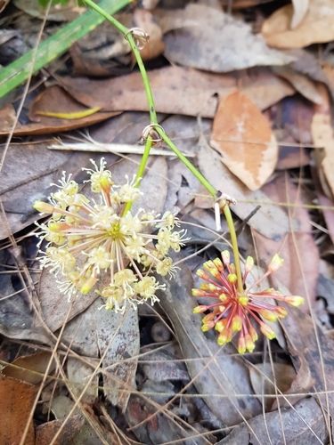Smilax australis (Austral Sarsaparilla) (alternate view 9)