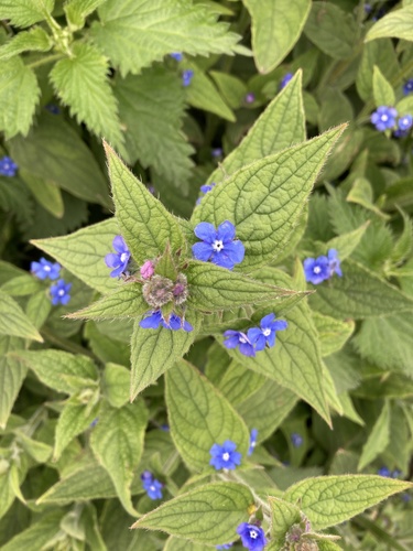 Pentaglottis sempervirens (Green Alkanet)