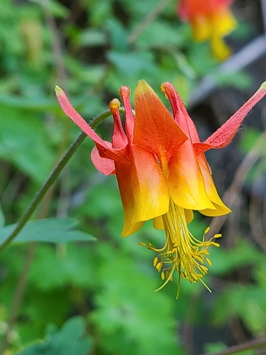 Aquilegia formosa (Red Columbine)