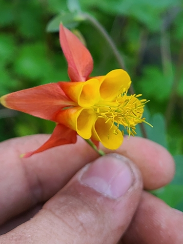 Aquilegia formosa (Red Columbine) (alternate view 2)