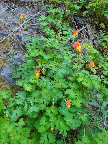 Aquilegia formosa (Red Columbine) (alternate view 3)