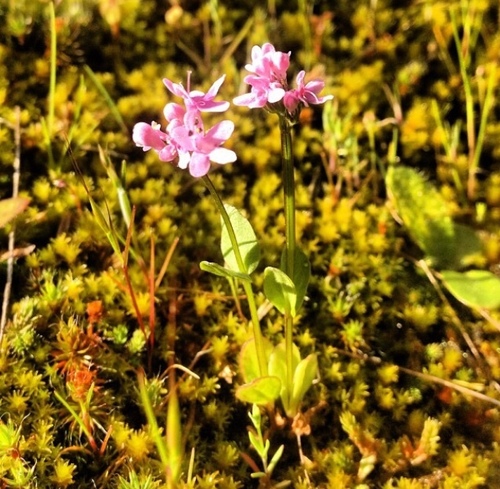 Plectritis congesta (shortspur seablush)