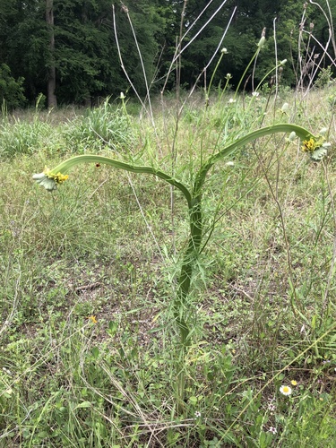 Ratibida columnifera (upright prairie coneflower)