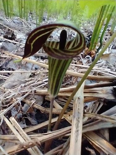 Arisaema triphyllum (Jack-in-the-pulpit) (alternate view 3)
