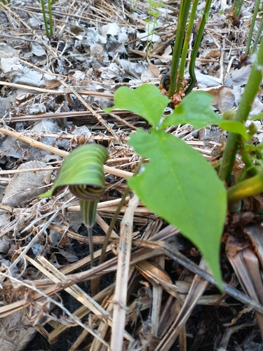 Arisaema triphyllum (Jack-in-the-pulpit) (alternate view 4)