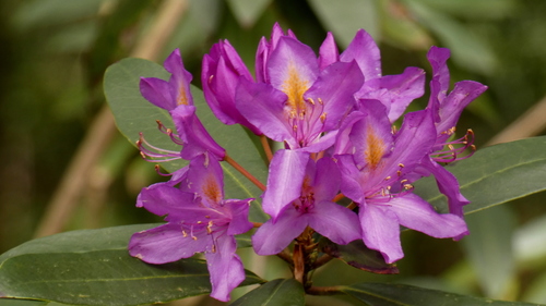 Rhododendron ponticum (Common Rhododendron) (alternate view 4)