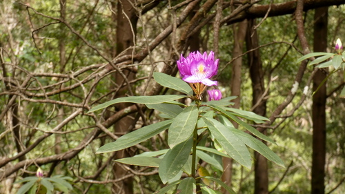 Rhododendron ponticum (Common Rhododendron) (alternate view 5)